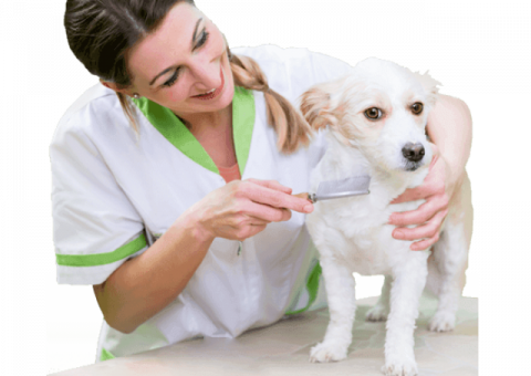 Excellence DCC Animal Hospital Gurgaon, Delhi & Noida
