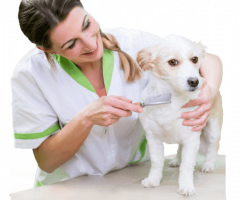 Excellence DCC Animal Hospital Gurgaon, Delhi & Noida