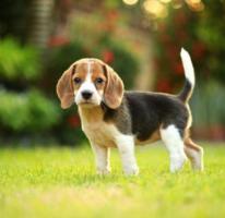 Beagle Dogs For Sale | Grisha Dog Kennel