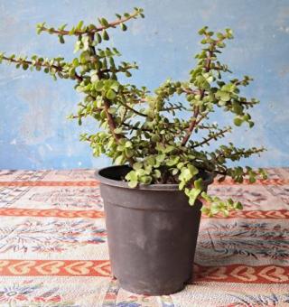 Lucky Jade plant, Crassula, जेड प्लांट, Kuber Plant for Sale