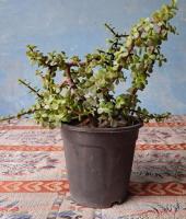 Lucky Jade plant, Crassula, जेड प्लांट, Kuber Plant for Sale - 2/2