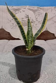 Snake plant for Sale | Air purifing Indoor and Outdoor Plant