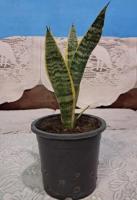 Snake plant for Sale | Air purifing Indoor and Outdoor Plant - 2/2