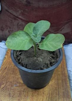 Ashwagandha Plant for Sale | Best for immunity booster