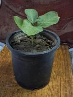 Ashwagandha Plant for Sale | Best for immunity booster - 2/2