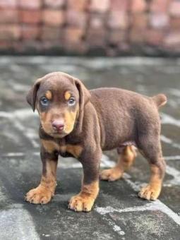 American Doberman puppies | Mr n Mrs Pet Sale jn Delhi India