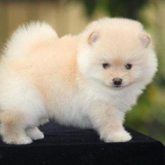 Differnt Varities Toy Tom At Affordable Rates | grisha dog kennel