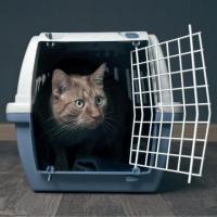 International Pet Transport and Domestic Pet Relocation | AirPets