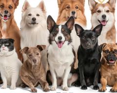 Petlogix | Natural Pet Care, pet grooming products